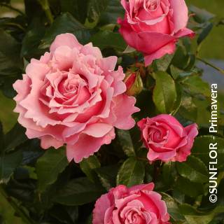 ©SUNFLOR - Primavera